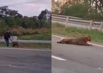 Veja: Onça-parda é flagrada sendo arrastada pelo rabo por motociclista