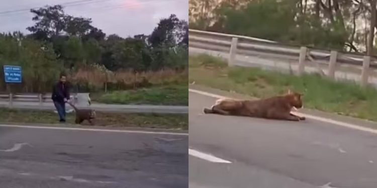Veja: Onça-parda é flagrada sendo arrastada pelo rabo por motociclista