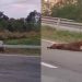 Veja: Onça-parda é flagrada sendo arrastada pelo rabo por motociclista