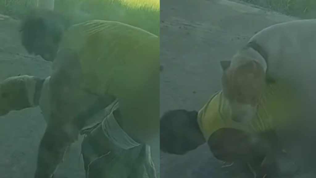 Vídeo: 'B0ga Nervoso' é flagrado obrigando cachorro a ter relações com ele em Presidente Figueiredo