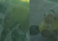 Vídeo: 'B0ga Nervoso' é flagrado obrigando cachorro a ter relações com ele em Presidente Figueiredo