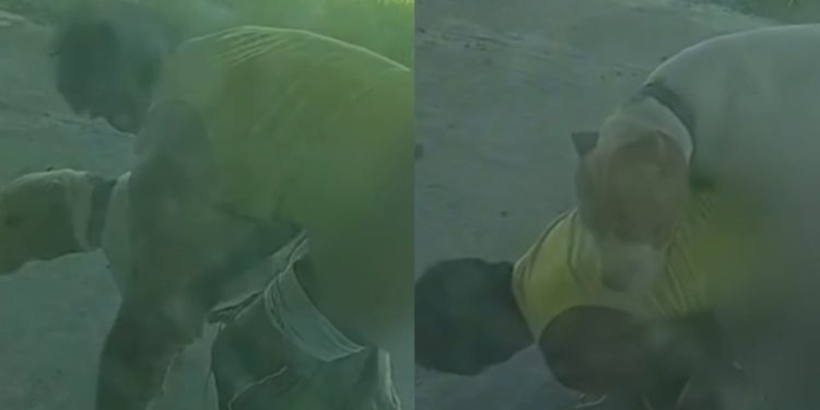 Vídeo: 'B0ga Nervoso' é flagrado obrigando cachorro a ter relações com ele em Presidente Figueiredo