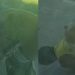 Vídeo: 'B0ga Nervoso' é flagrado obrigando cachorro a ter relações com ele em Presidente Figueiredo
