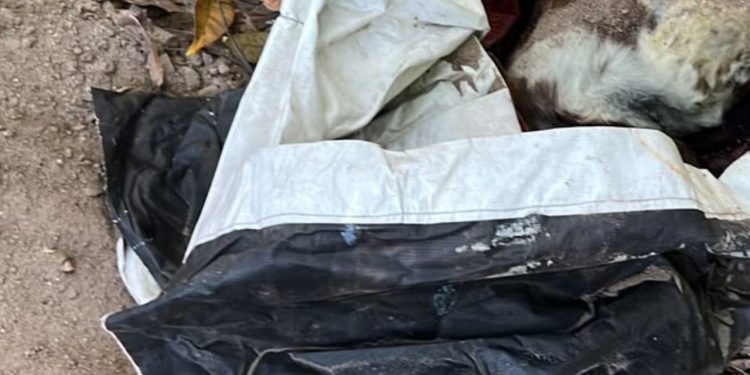 Após horas de buscas, polícia descobre que suposto corpo enterrado era de cachorro na Constantino Nery