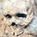 Crânio humano é encontrado no meio do lixo em área de Manaus