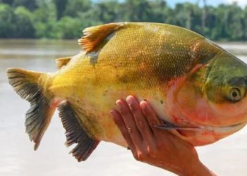 Tambaqui entra na lista de animais ameaçados de extinção e pesca pode ser proibida no Brasil