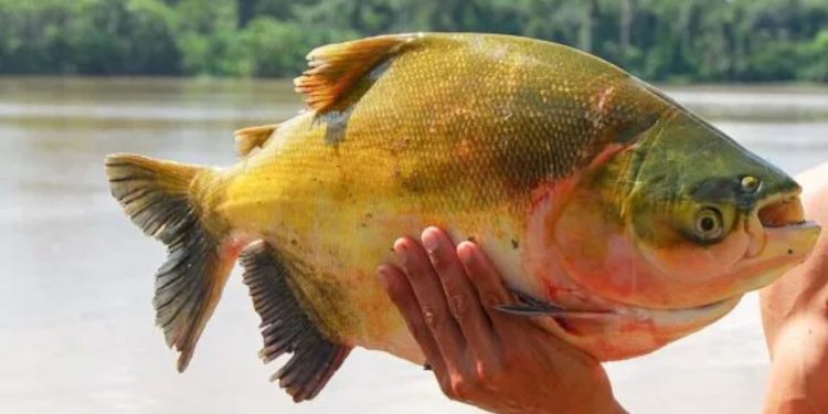 Tambaqui entra na lista de animais ameaçados de extinção e pesca pode ser proibida no Brasil