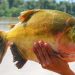 Tambaqui entra na lista de animais ameaçados de extinção e pesca pode ser proibida no Brasil