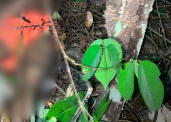 Homem é encontrado morto às margens de barranco em área de mata no Novo Israel