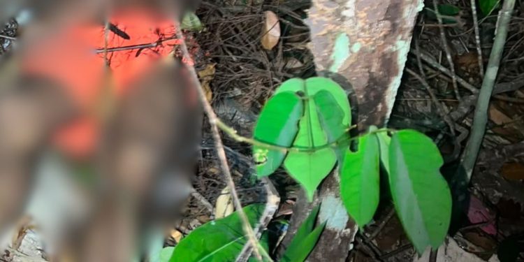 Homem é encontrado morto às margens de barranco em área de mata no Novo Israel