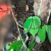 Homem é encontrado morto às margens de barranco em área de mata no Novo Israel