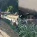 Vídeo: suspeito de r0ubo pula no igarapé em Manaus após ser apedrejad0 na cabeça