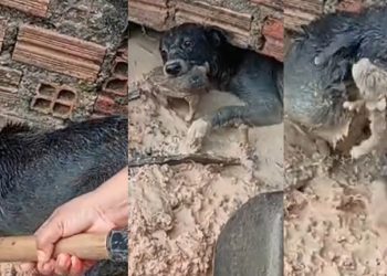 Vídeo: filhote é salvo da m0rte por cadela que entrou em área coberta de lama