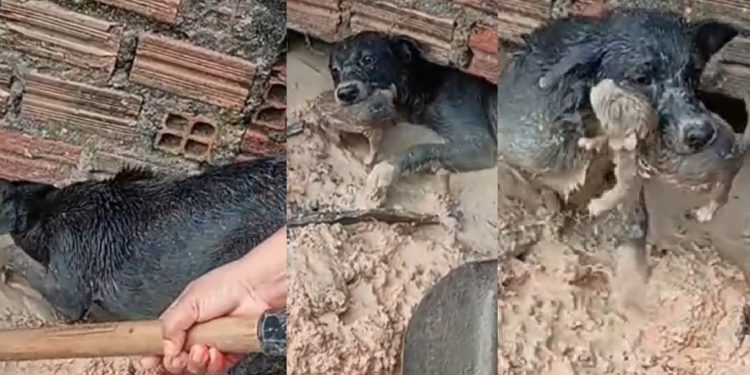 Vídeo: filhote é salvo da m0rte por cadela que entrou em área coberta de lama