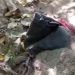 Vídeo: c0rpo é desenterrad0 de cova rasa na Avenida Constantino Nery
