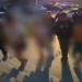 Vídeo: Família é pr3sa por ap3dr3jament0 brutal que m@tou homem na frente de casa no bairro Educandos