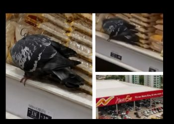 Cliente grava pombo furando saco de grãos no Supermercado Nova Era em Manaus