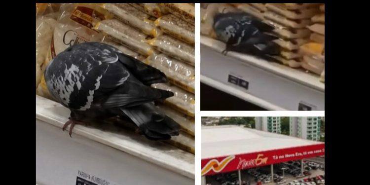 Cliente grava pombo furando saco de grãos no Supermercado Nova Era em Manaus