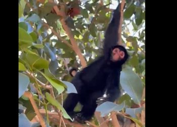 Vídeo: moradores filmam macaco procurando comida em área comercial de Manaus 