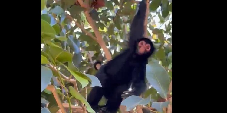 Vídeo: moradores filmam macaco procurando comida em área comercial de Manaus