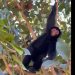 Vídeo: moradores filmam macaco procurando comida em área comercial de Manaus