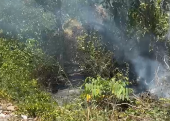 Vídeo: Tá quente? Incênd1o em área de mata é registrado na Colônia Japonesa