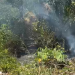 Vídeo: Tá quente? Incênd1o em área de mata é registrado na Colônia Japonesa