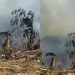 Vídeo: lixão de Manacapuru pega fogo e preocupa moradores da área