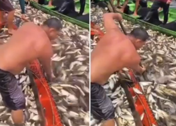 Vídeo: Pescaria farta de jaraqui impressiona e embarcação fica coberta de peixes no Amazonas