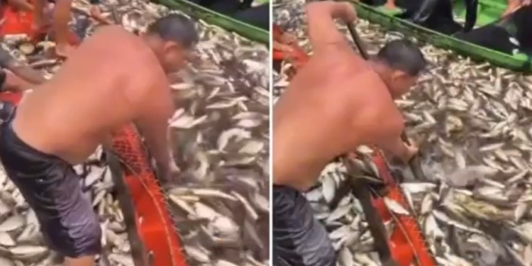 Vídeo: Pescaria farta de jaraqui impressiona e embarcação fica coberta de peixes no Amazonas
