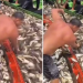 Vídeo: Pescaria farta de jaraqui impressiona e embarcação fica coberta de peixes no Amazonas