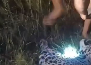 Vídeo: onça-pintada m0rre atr0pelada à beira da estrada na BR-319