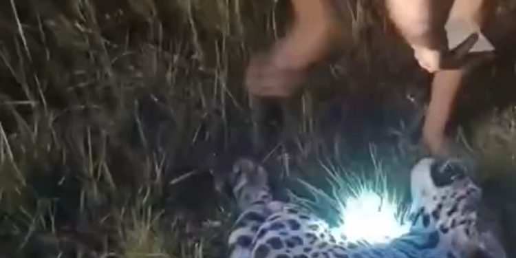 Vídeo: onça-pintada m0rre atr0pelada à beira da estrada na BR-319