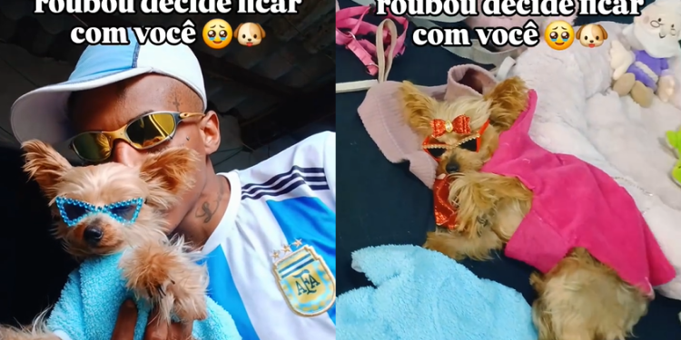 Entregador viraliza com Zoe, a yorkshire ‘r0ubada’ que conquistou internet: ‘Me apeguei’; veja