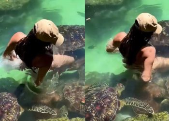 Vídeo: bela modelo entra no aquário com tartarugas e leva dentada no traseir0