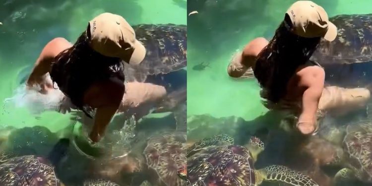 Vídeo: bela modelo entra no aquário com tartarugas e leva dentada no traseir0