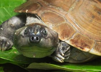Alerta na Amazônia: cágado amazônico é classificado como ameaçado de extinção