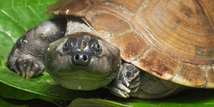 Alerta na Amazônia: cágado amazônico é classificado como ameaçado de extinção