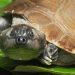 Alerta na Amazônia: cágado amazônico é classificado como ameaçado de extinção