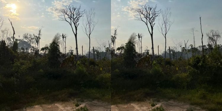 Queimadas destroem quase 800 hectares, e pai e filho podem pagar R$ 9,5 milhões em Manicoré