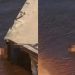 Vídeo: casal faz teste de fertilidade dentro do rio em Manaus: ‘vivendo o extraordinário’