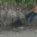 Homem é gravado chutand0 cachorro no interior do Amazonas; vídeo