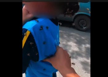 Vídeo: motoboy leva 40 picadas de abelha para salvar aluna: ‘não pensei duas vezes’