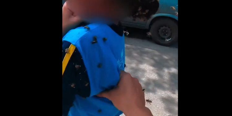 Vídeo: motoboy leva 40 picadas de abelha para salvar aluna: ‘não pensei duas vezes’