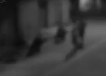 Vídeo: homens jogam gato por cima de muro para dentro de quintal com dois cães no Amazonas