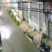 Vídeo: Cão m0rr3 e motociclista fica ferid0 ao tentar desviar em ladeira no Alvorada