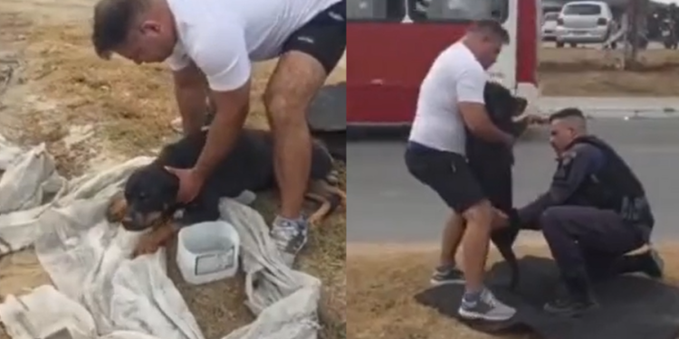PMs ajudam no resgate de Rottweiler atr0p3lad0 no meio da rua na Zona Leste de Manaus