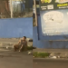 ‘UFC de rua’: dupla troca s0cos e chut3s diante de plateia na Zona Leste de Manaus; veja