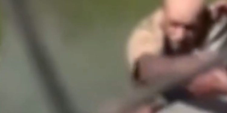 Vídeo: crocodilo puxa pernas de tratador pelo dente e ele m0rre no tanque: ‘ele não conseguia gritar’
