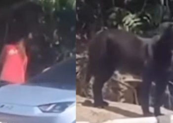 Vídeo: mulher é filmada abandonando um cachorro em Manaus